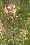 Entireleaf Indian paintbrush